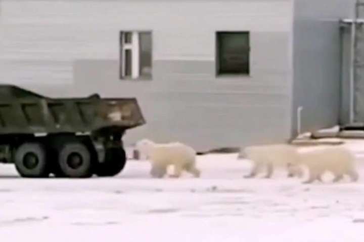 В Якутії білі ведмеді влаштували погоню за вантажівкою (відео)