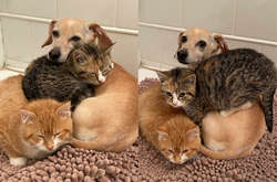 Собака стала настоящей нянькой для бездомных и перепуганных котят (фото)