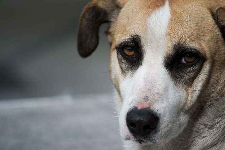 Львів’янин закликав до жорстокого поводження з тваринами: поліція відкрила провадження
