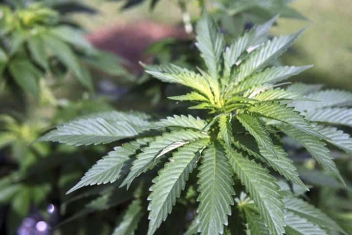 В США шістнадцятий штат легалізував марихуану