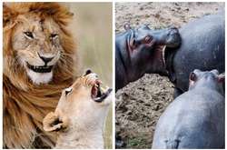 Что будет, если животных застать врасплох. Подборка курьезных фото