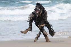 Когда у собак сбились какие-то настройки, но от этого стало только смешнее. Курьезные фото