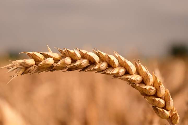 Торік уряд вирішив не обмежувати експорт зернових&nbsp; &ndash; цьогоріч Україна активно імпортує пшеницю - Тривожні прогнози збулись. Україна вивезла своє зерно, аби почати імпортувати чуже