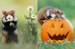 Эти милые грызуны попали в объектив фотографа в самый лучший момент