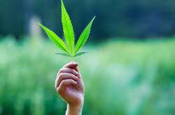 Аваков назвав легалізацію марихуани «дорогою до більш важких наркотиків»