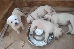 Этих мохнатых «няшек» вам захочется обнять и никогда не отпускать. Курьезные фото