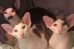 Что бывает, когда природа отвлеклась на секунду. Курьезные фото кошек со странной внешностью