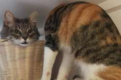 Кошка потеряла голову и сбила с толку хозяина. А всему виной оптическая иллюзия (фото)