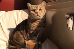 Перевозить животных можно в поездах и вагонах всех категорий, а в СВ – при условии выкупа всех мест