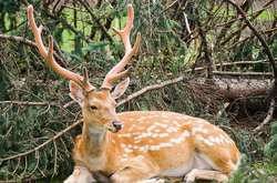 Слідів поранень на тварині не було