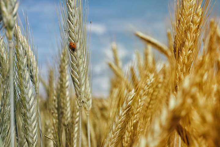 Тривожні прогнози збулись. Із початку року експорт зерна з України різко скоротився