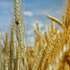 Україна істотно збільшила імпорт пшениці через те, що торік вивезла своє