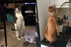 Курьезные фото забавных кошек, которых застали в человеческой позе