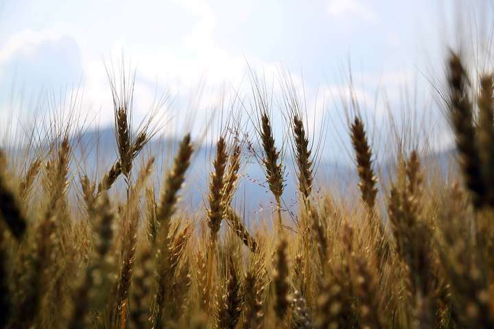 Аналітики ООН спрогнозували, яким буде врожай пшениці в Україні
