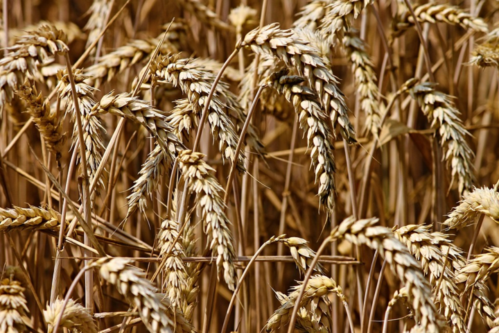 Аналитики ООН спрогнозировали, каким будет урожай пшеницы в Украине