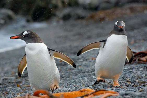 У Норвегії почали вакцинувати пінгвінів 
