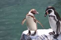 У Норвегії почали вакцинувати пінгвінів 