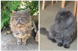  Теперь счастливая мордочка котика — лучшая для девушек награда 
  