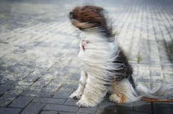  По всій Україні очікуються пориви вітру до 15-20 м/с 