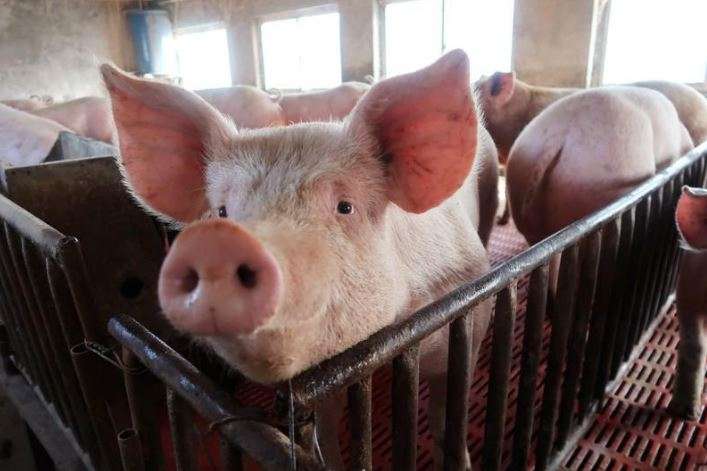 В Україні засилля імпортної свинини. Звідки її везуть