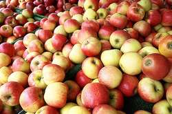 Ціни на яблука злетять утричі. Коли чекати на подорожчання