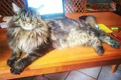 В Италии найден самый длинный кот в мире. Как он выглядит (фото)