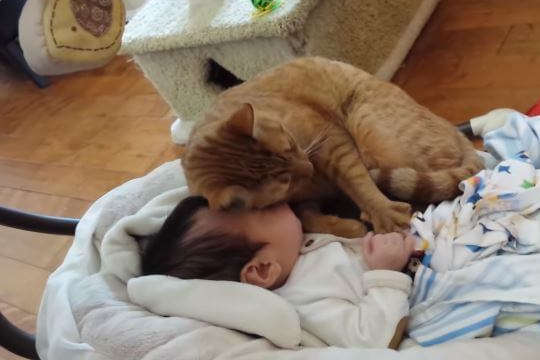 На Рівненщині немовля задихнулося через кота, який ліг йому на обличчя