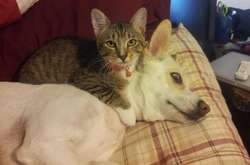 Курьезные фото котов и собак, которые чудом уживаются вместе