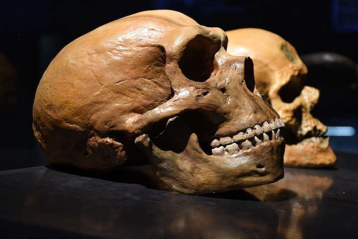 Неандертальці говорили майже як сучасні люди