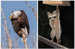 Подборка неудачных фото дикой природы, которые зарядят вас хорошим настроением