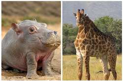 Как бы выглядели всем знакомые животные, не будь у них шеи. Курьезные фото