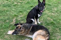 Вівчарок Байдена виселили з Білого дому за погану поведінку 