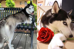 В эту дурашливую хаски вселилась супермодель. Подборка курьезных фото