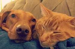 Что делают кот и собака, когда нас нет дома? Женщина сняла милое видео тайной дружбы