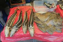 На ринках Київщини спіймали торгівців осетрами, занесеними до Червоної книги (фото)