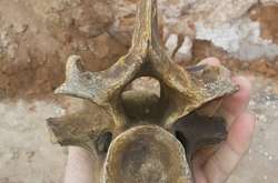 На Одещині знайшли рештки доісторичної істоти 
