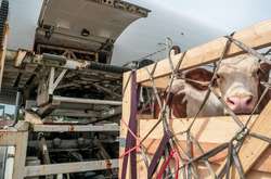 Ірландія буде доставляти телят в країни ЄС на літаках