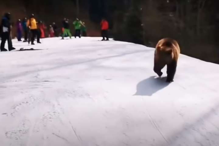 У Румунії на гірськолижному курорті ведмідь атакував лижників (відео)
