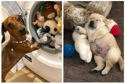 Курьезные фото питомцев, которые души не чают в своих плюшевых друзьях