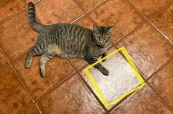 Хозяйка уронила кусочек курицы, и у ее кошки теперь новая религия. Она верит в волшебную плитку, дарующую еду