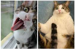 Этим харизматичным домашним питомцам могли бы только позавидовать актеры (фото)