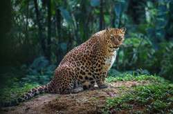 Как выглядят будущие мамы из мира животных в ожидании потомства (фото)