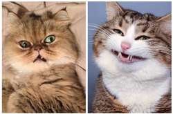 Когда котиков застали не в самый подходящий момент. Курьезные фото