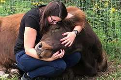 Объятия с коровами оказались очень востребоваными: в ближайшие пять месяцев на ферме уже нет  свободных для посещения дат