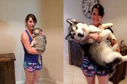 Курьезные фото собак, которые стали больше хозяев, но в душе так и остались щеночками