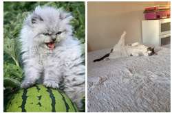 Эти уморительные фотографии еще больше влюбят вас в котов