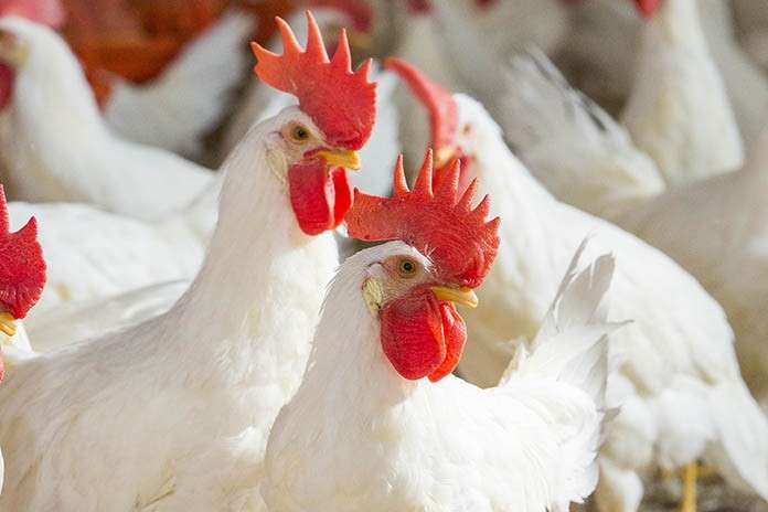 В Україні з прилавків магазинів може зникнути курятина