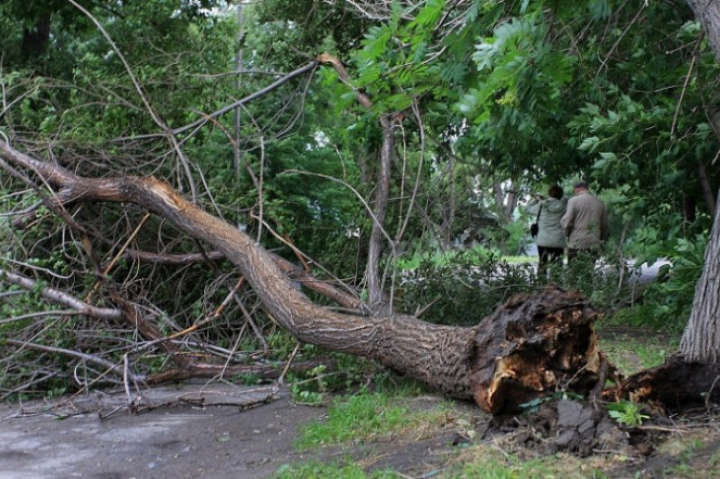 На Вінниччині на пенсіонера упало дерево
