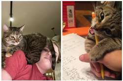 Курьезные фото кошек и собак, которые всегда добиваются того, чего хотят