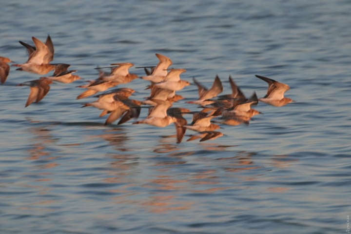 Весняна міграція птахів: на лимани Одещини прилетіли тисячі птахів